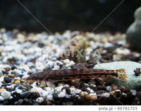 フクドジョウ 60781725