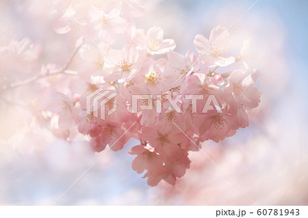 桜（ジンダイアケボノ） 60781943