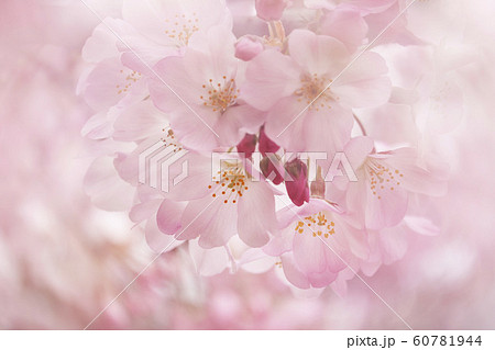 桜(ジンダイアケボノ) 桜(ジンダイアケボノ) 60781944