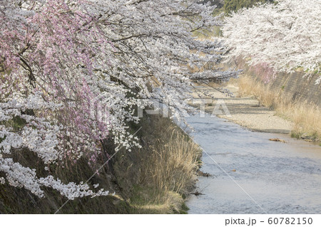 京北の桜-4-弓削川沿いの桜並木風景 60782150