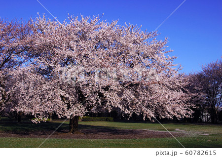 桜イメージ 60782615