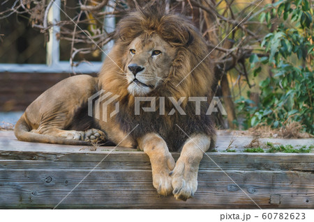 ライオン 斜め横顔の写真素材