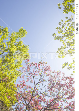 ハナミズキの詩 6 ピンクと白の花と新緑の春風景の写真素材