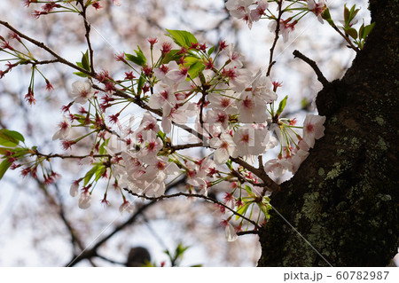 散り始めのソメイヨシノの花 60782987
