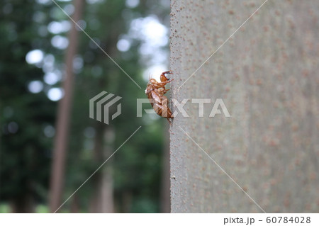 木についたせみの抜け殻 木についたせみの抜け殻 60784028