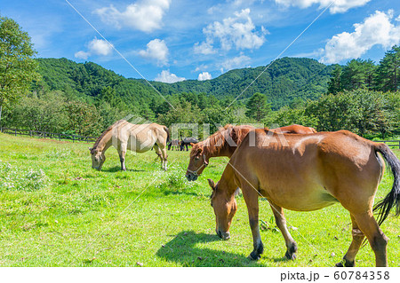 開田高原の木曽馬 開田高原の木曽馬 60784358