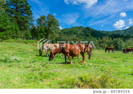 開田高原の木曽馬 開田高原の木曽馬 60784359