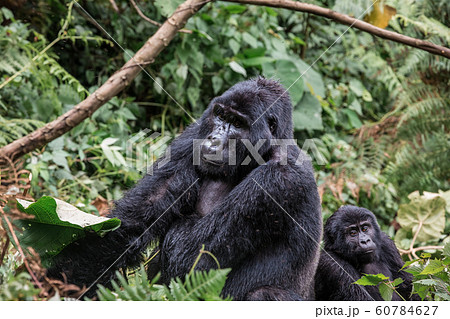 A black gorilla with a baby chewing vegetation in the wild deep in the jungle A black gorilla with a baby chewing vegetation in the wild deep in the jungle 60784627