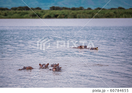 Landscape with a group of hippos on the river Nile 60784655