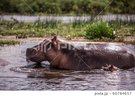mother and baby hippos sitting in the water on the river Nile mother and baby hippos sitting in the water on the river Nile 60784657