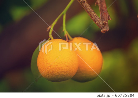 Orange garden with fruit 60785884