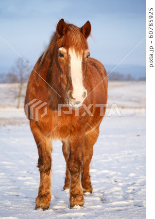 Horse in snow on a cold winter day. Horse in snow on a cold winter day. 60785925