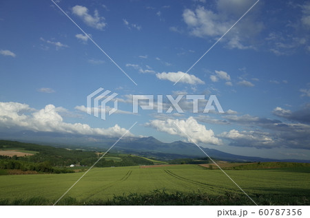 麦畑と十勝岳連峰 60787356