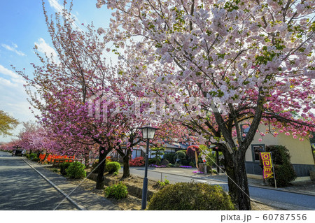 白井宿の八重桜並木３ 60787556