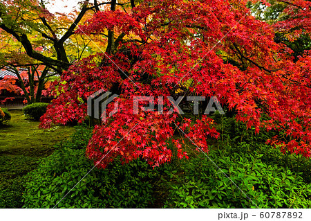 天徳院の紅葉 天徳院の紅葉 60787892