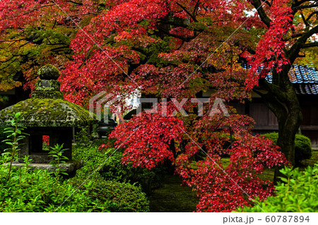 天徳院の紅葉 60787894