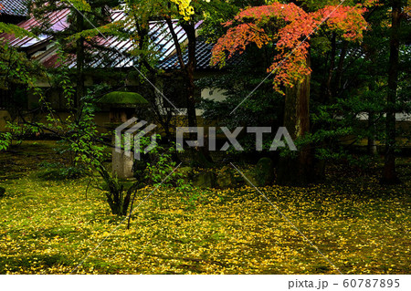 天徳院の紅葉 天徳院の紅葉 60787895