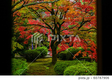 天徳院の紅葉 天徳院の紅葉 60787906