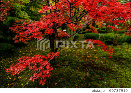 天徳院の紅葉 天徳院の紅葉 60787910