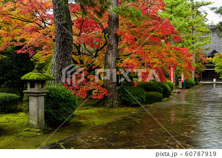 天徳院の紅葉 天徳院の紅葉 60787919