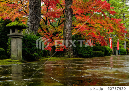 天徳院の紅葉 天徳院の紅葉 60787920