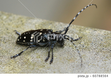 ゴマダラカミキリ ゴマダラカミキリ 60788564