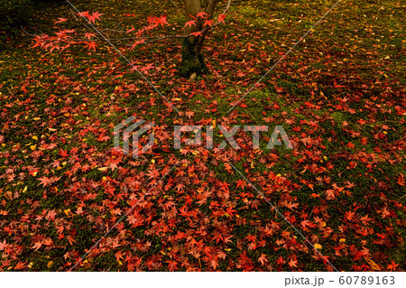 天徳院の紅葉 60789163