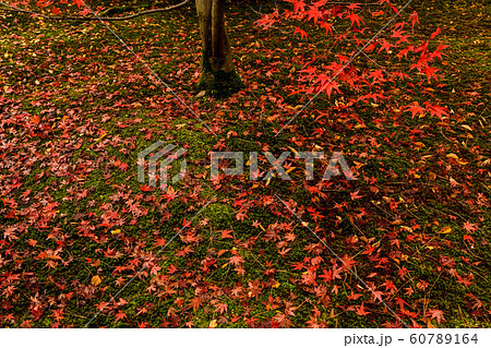 天徳院の紅葉 天徳院の紅葉 60789164