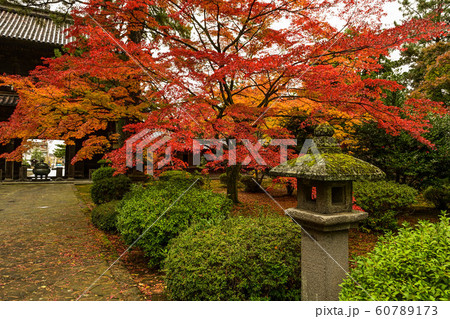 天徳院の紅葉 天徳院の紅葉 60789173