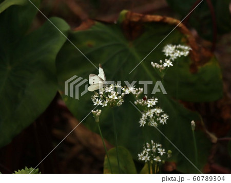 White Butterfly White Butterfly 60789304