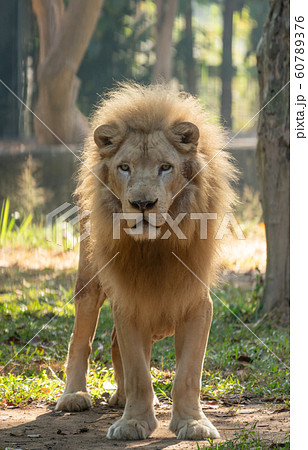 male white lion in zoo 60789376