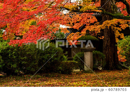 天徳院の紅葉 天徳院の紅葉 60789703