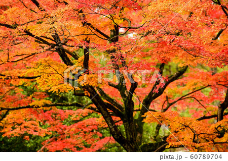 天徳院の紅葉 天徳院の紅葉 60789704