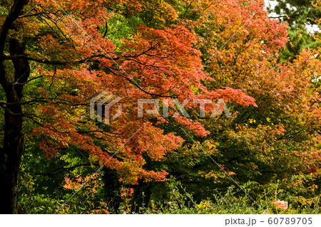 天徳院の紅葉 60789705