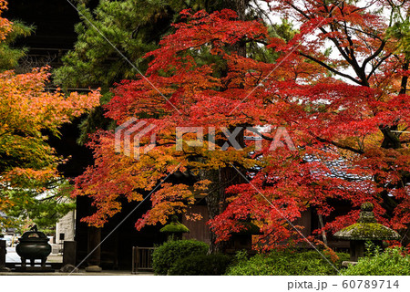 天徳院の紅葉 天徳院の紅葉 60789714
