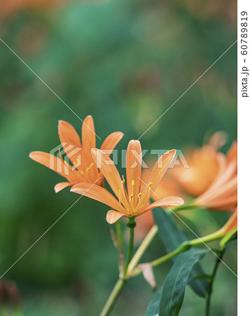 キツネノカミソリのクローズアップ 60789819