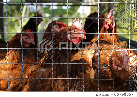 hens in cages in a chicken farm 60790057