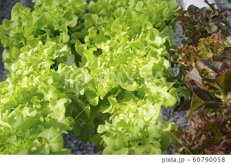 organic hydroponic vegetable in farm 60790058