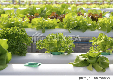 organic hydroponic vegetable in farm 60790059