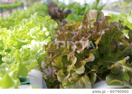 organic hydroponic vegetable in farm 60790060