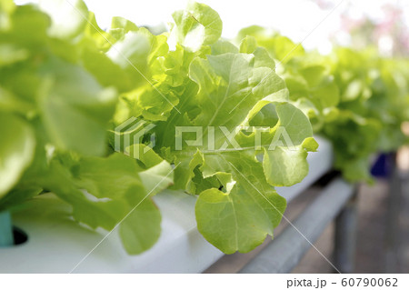 organic hydroponic vegetable in farm 60790062