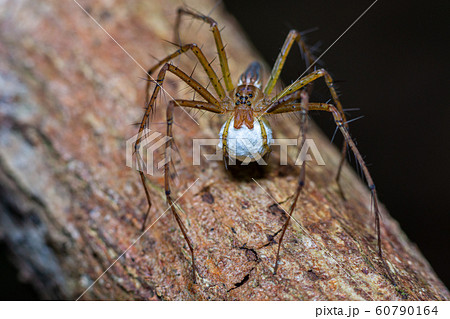 Brown stripes spider with its eggs Brown stripes spider with its eggs 60790164