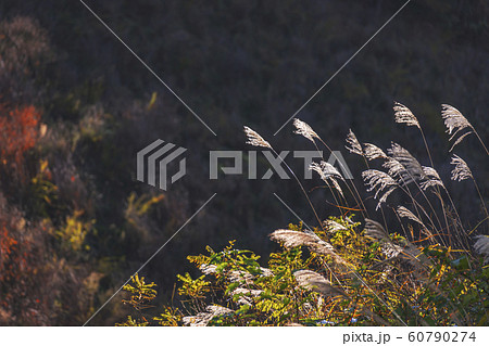 191105美女峠G007 60790274