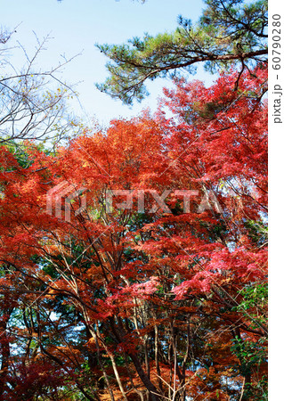 紅葉 紅葉 60790280