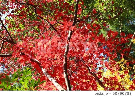 紅葉狩り 埼玉県飯能市 紅葉狩り 埼玉県飯能市 60790783
