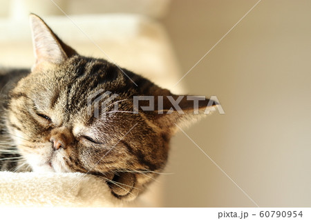 ぽかぽか暖か癒し顔で寝る猫アメリカンショートヘアー 60790954