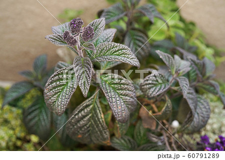 ヘリオトロープ 60791289