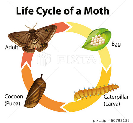 Diagram showing life cycle of moth 60792185