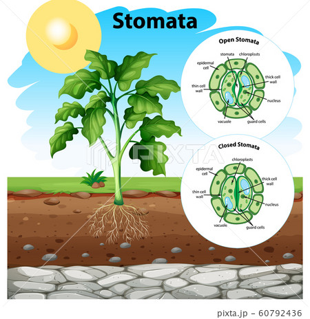 Diagram showing stomata on the chart 60792436