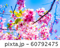 千葉県鋸南町の河津桜 千葉県鋸南町の河津桜 60792475
